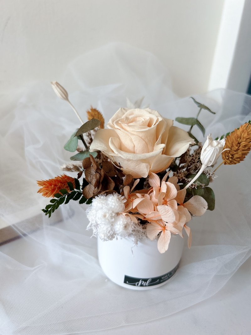 乾燥花 永生花 小盆花 - 乾燥花/永生花 - 植物．花 多色