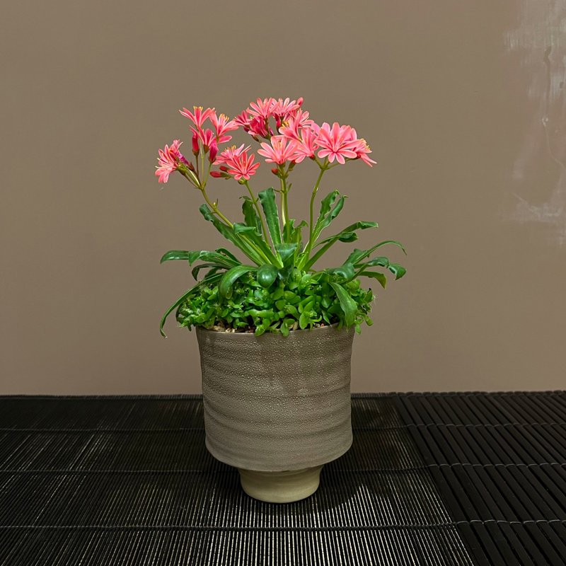 露薇花 綠鑽∣多肉夢幻花卉 新春盆栽 - 盆栽/植栽 - 陶 