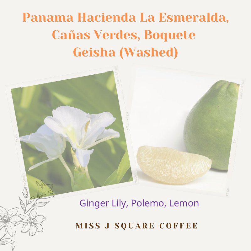 Panama Hacienda La Esmeralda Geisha (Green Lab) Washed - 咖啡/咖啡豆 - 其他材質 紅色
