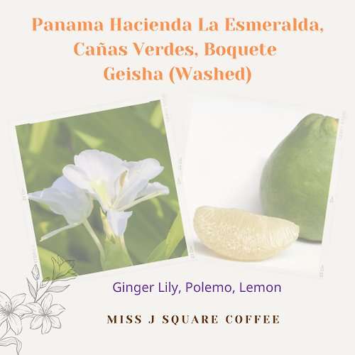 Miss J Square Coffee Panama Hacienda La Esmeralda Geisha (Green Lab) Washed