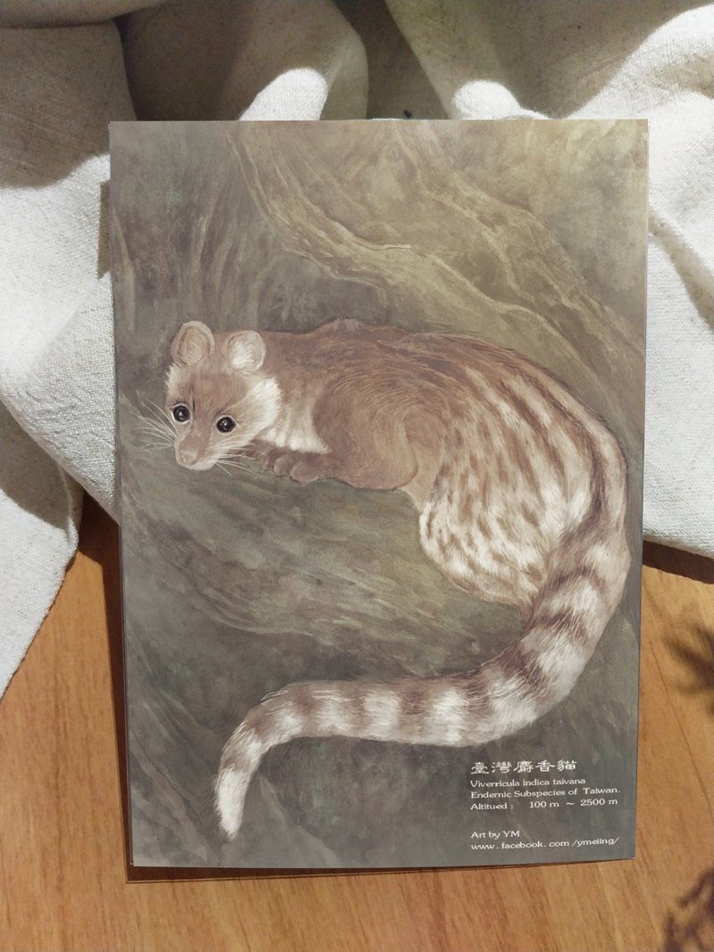 Civet Cat - Taiwan's Endemic Animal Series - Endemic Subspecies Taiwan Postcard - การ์ด/โปสการ์ด - กระดาษ 