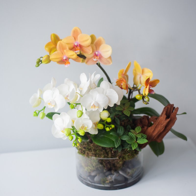 Phalaenopsis Moss Ball Potted Plant | Rongsheng | Opening Gift | Home Decoration - ตกแต่งต้นไม้ - พืช/ดอกไม้ สีส้ม
