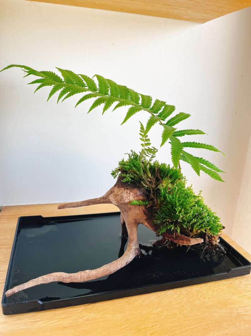 純自然 蕨類造景 禪 樹枝 蕨 盆栽 擺飾 送禮 potted plants - 盆栽/植栽 - 植物．花 綠色