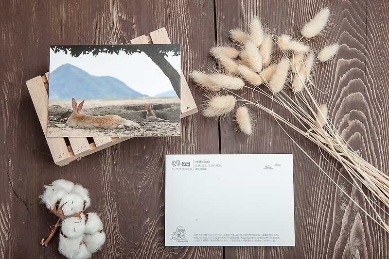 Rabbit Photography Postcard-See Nanshan leisurely - Cards & Postcards - Paper Khaki