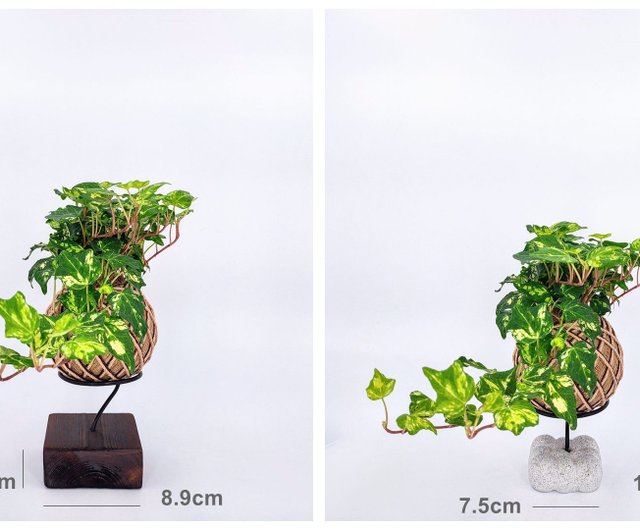 苔玉・苔 TAKA コウモリラン(ビカクシダ)苔玉｜育て方付き！小ぶり品種ネザーランド