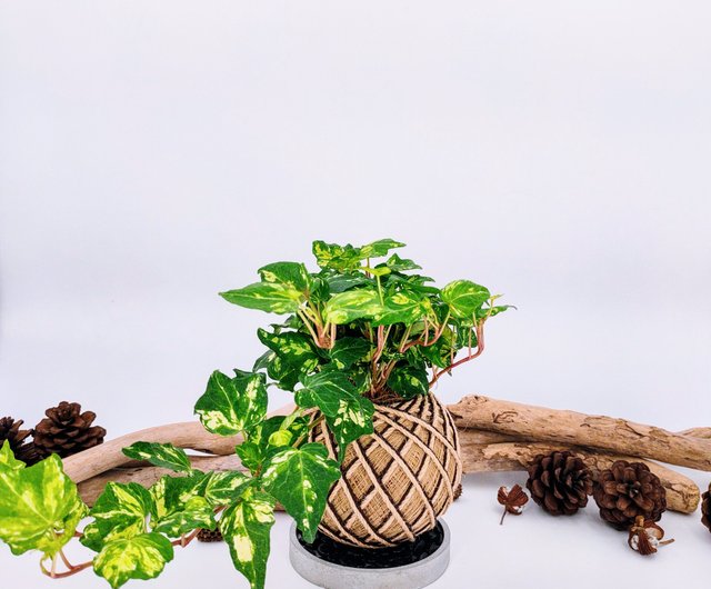 苔玉・苔 TAKA コウモリラン(ビカクシダ)苔玉｜育て方付き！小ぶり品種ネザーランド