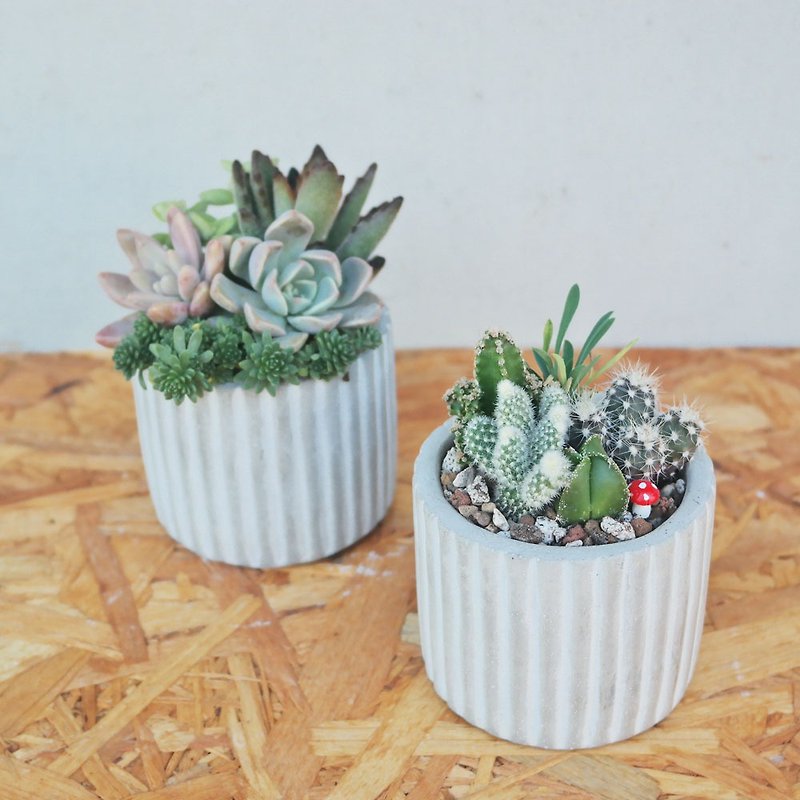 [Doudou Succulents] Housewarming│Gifts│Promotion│Succulents│-Straight-grained round pot combination - ตกแต่งต้นไม้ - ปูน 
