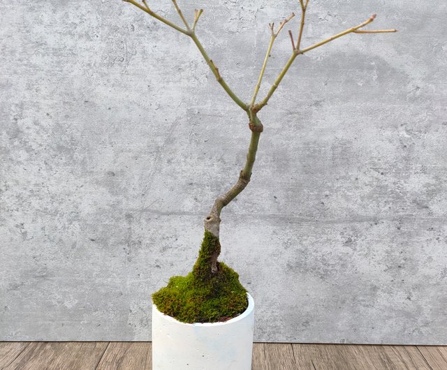 小品盆栽青楓植晤語｜盆栽/植栽人氣榜- Pinkoi