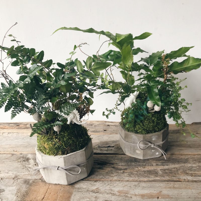 水泥底座蕨類苔球植栽 - 盆栽/植栽 - 植物．花 綠色