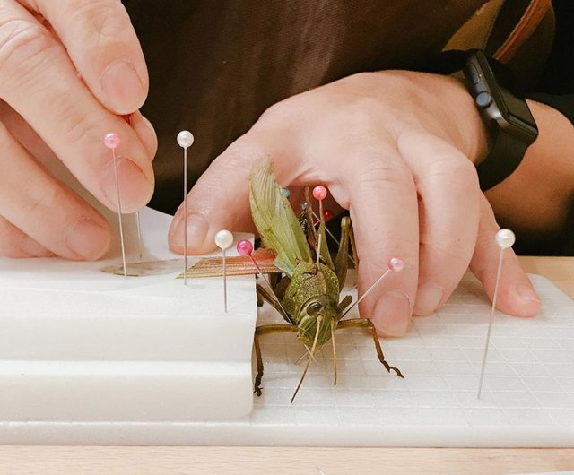 體驗 5 月 昆蟲標本製作課 一人成班 四人額滿 設計館興趣誌 攝影 心靈 講座 Pinkoi