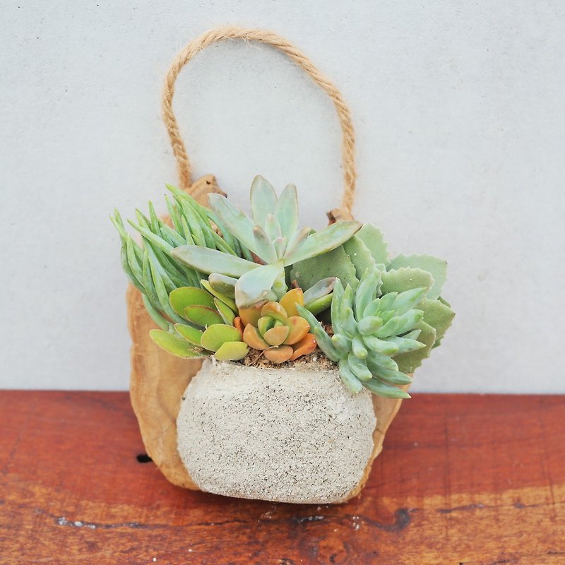 Peas succulents and small groceries_Creative planting series unique works - clay wall hanging 2 - Plants - Paper Brown