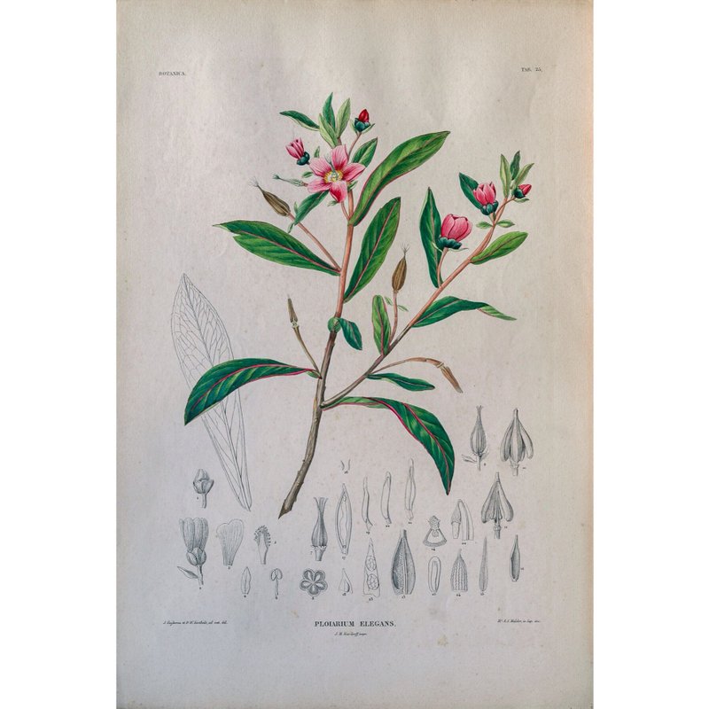 銀絲茶 Ploiarium Elegans - 植物圖鑑-版畫 - 海報/掛畫/掛布 - 紙 