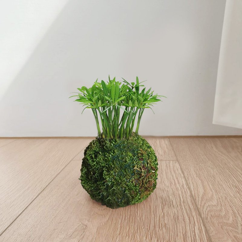 植物 羅漢松 苔球 - 盆栽/植栽 - 其他材質 綠色