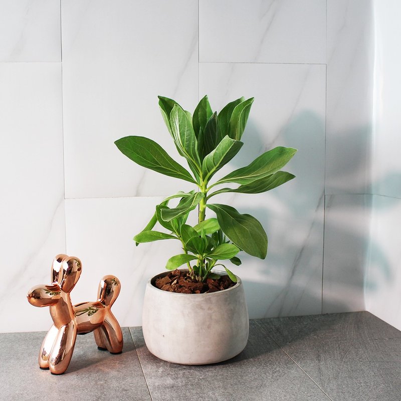 白水木 | 提升空間設計感 | 耐強風 | 陽光植物 - 盆栽/植栽 - 植物．花 綠色