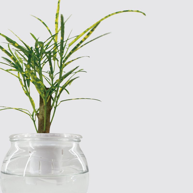 │ Glass Series │ Short Thin Leaves - Hydroponic Potted Fish-Water Symbiosis Indoor Plants - Plants - Plants & Flowers White