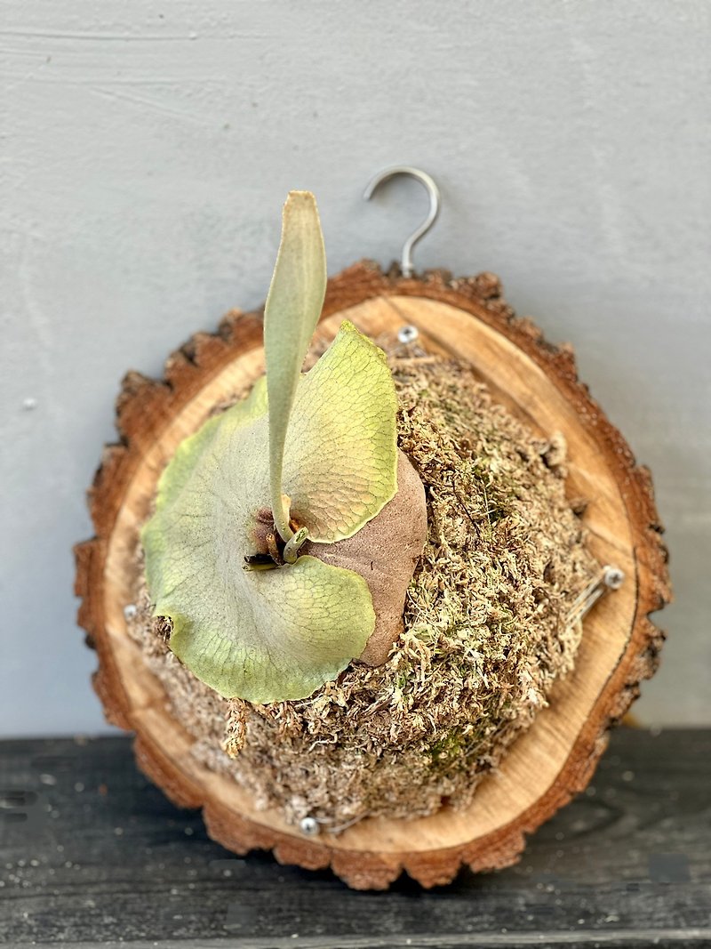 Staghorn Fern is on the market. Please inquire before placing an order. - Plants - Plants & Flowers 