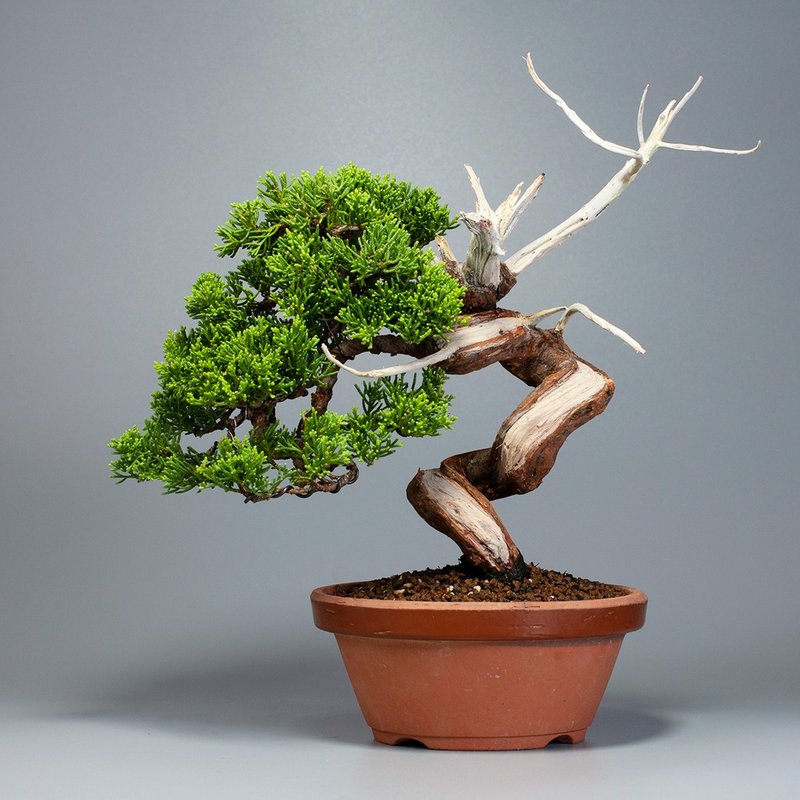 [Space Furnishing] Recommended bonsai for exquisite Itoigawa cypress bonsai - ตกแต่งต้นไม้ - พืช/ดอกไม้ 