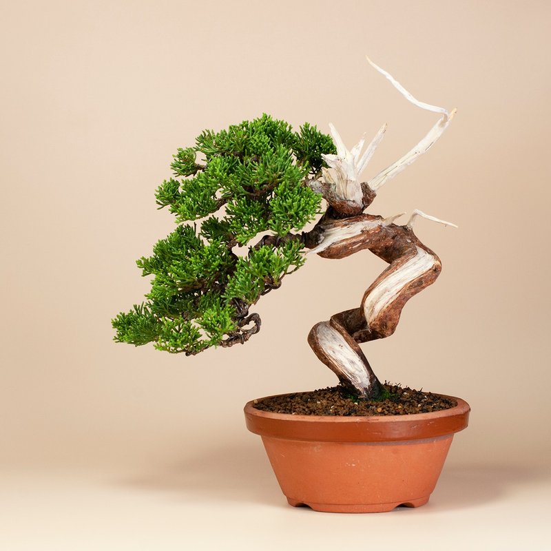 [Space Furnishing] Ioikawa True Cypress Exquisite Bonsai Gift Bonsai - ตกแต่งต้นไม้ - พืช/ดอกไม้ 