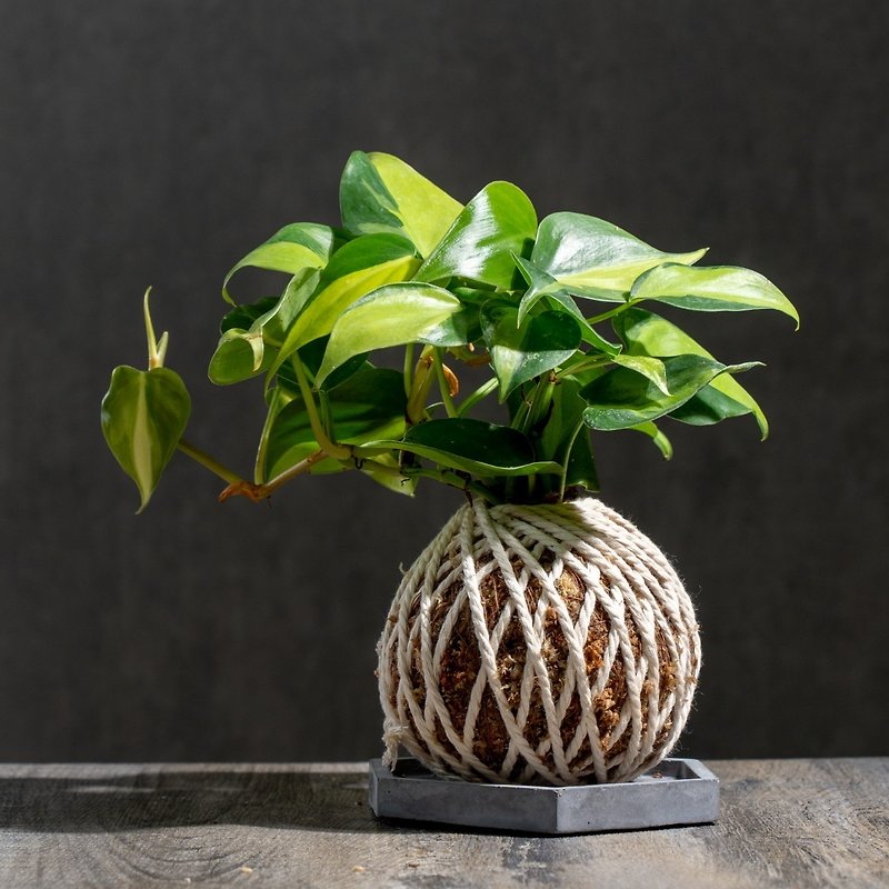 Heart-leaf philodendron moss ball moss ball plant moss jade suitable for indoor plants office plants - ตกแต่งต้นไม้ - พืช/ดอกไม้ 
