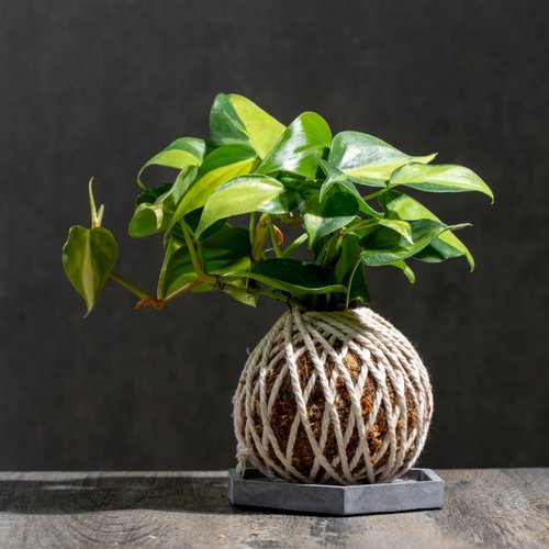巧繪網植物館 心葉蔓綠絨苔球 苔球植物 苔玉 適合室內植物 辦公室植物
