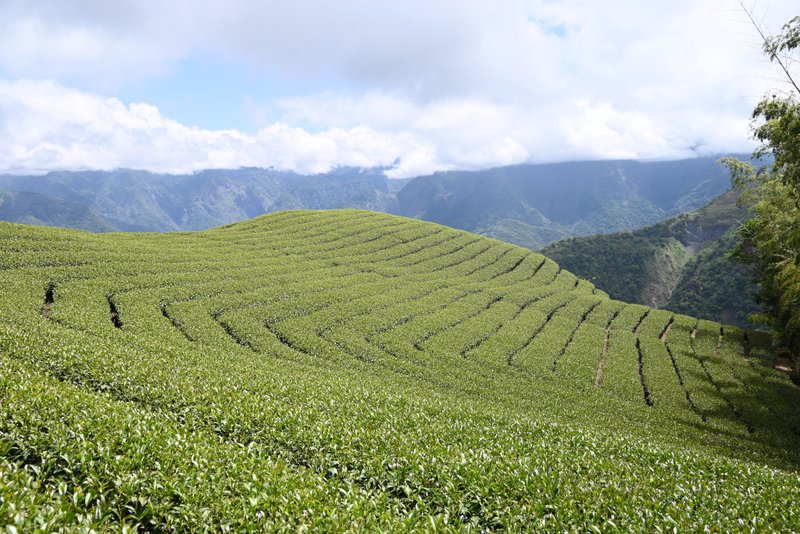 胡麻油街区の烏龍茶 – 台湾阿里山高山春茶 1斤（絶妙な環境保護袋付き） - ティーバッグ・茶葉 - その他の素材 