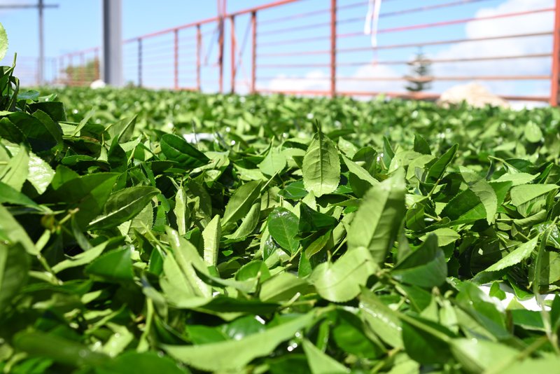 台灣阿里山 麻油塊區 烏龍春茶葉 (附精美環保提袋) - 茶葉/茶包/水果茶 - 其他材質 綠色