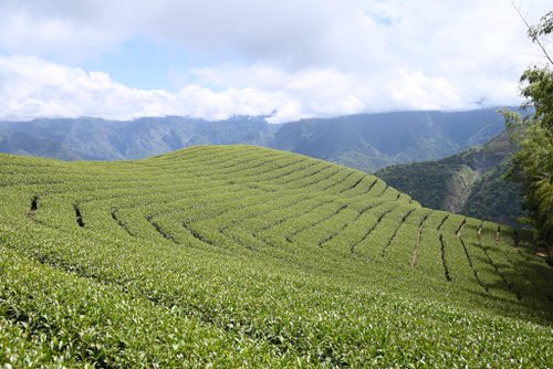 Funbodhi 方菩提 麻油塊區烏龍茶–臺灣阿里山高山春茶1斤(附精美環保提袋)