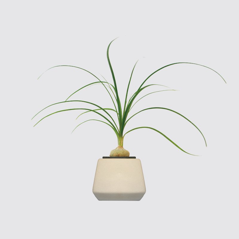 │ 方盆系列 │酒瓶蘭 - 陶瓷盆器 水耕植物 室內盆栽 - 盆栽/植栽 - 植物．花 