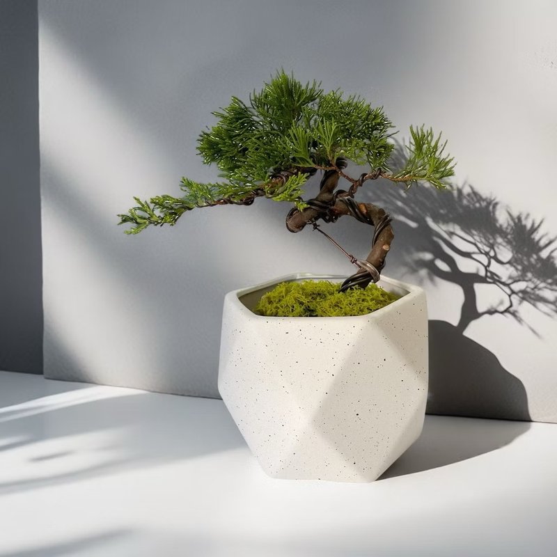 【禪風綠植】真柏造景盆栽 開幕新居喬遷升官送禮自用擺設 - 植物/盆栽/盆景 - 陶 