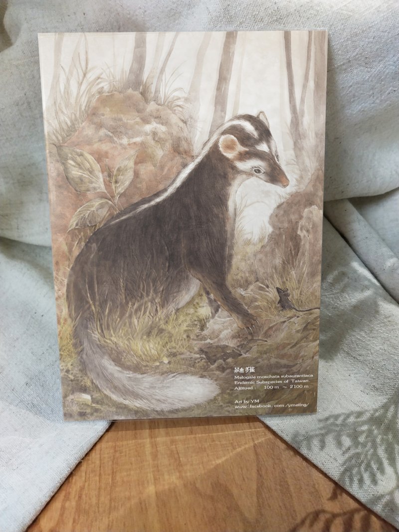 Ferret Badger - Taiwan's Endemic Animals Series - Endemic Subspecies Taiwan Postcard - Cards & Postcards - Paper 