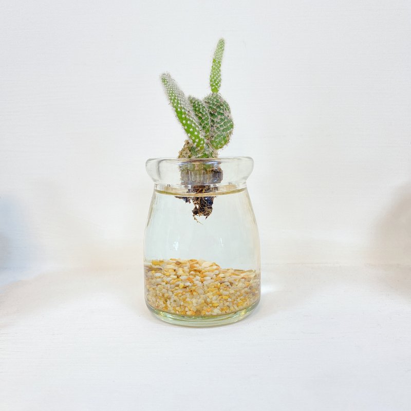 │多肉小水耕植栽│白毛掌 白烏帽子 - 盆栽/植栽 - 植物．花 