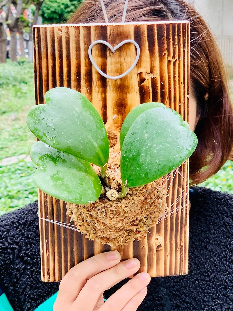 植栽愛好家を癒すためのボード上のハート型のarborescensへの最高の贈り物 - 観葉植物 - 寄せ植え・花 グリーン
