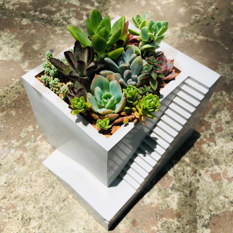 【送禮盆栽】多肉植物/純手工方形樓梯造型水泥盆2色(白/灰) - 盆栽/植栽 - 水泥 