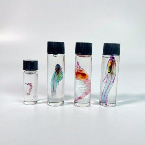 限定販売☆オリジナル商品【透明標本作製キット】全17点 - メルカリ