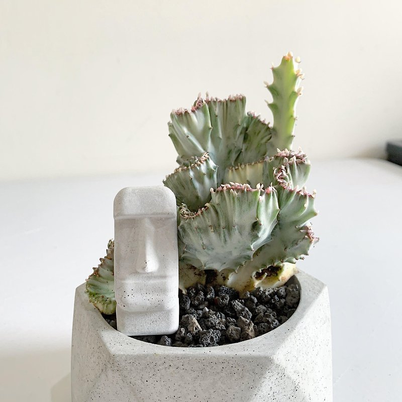 [Buy Potted Plants] Moai Adventure-Succulent Cement Potted Plant @JU 多 肉 - Plants - Cement Gray