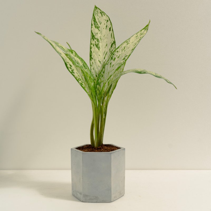 白雪公主粗肋草│泥作系列│福所栽 - 盆栽/植栽 - 水泥 白色