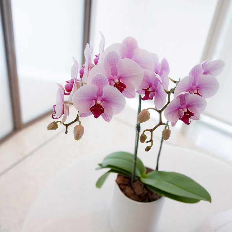 [Orchid Potted Plant] Sakura Princess (Small) Phalaenopsis Potted Plant Opening Gift Promotion Opening Potted Plant - ตกแต่งต้นไม้ - พืช/ดอกไม้ สึชมพู