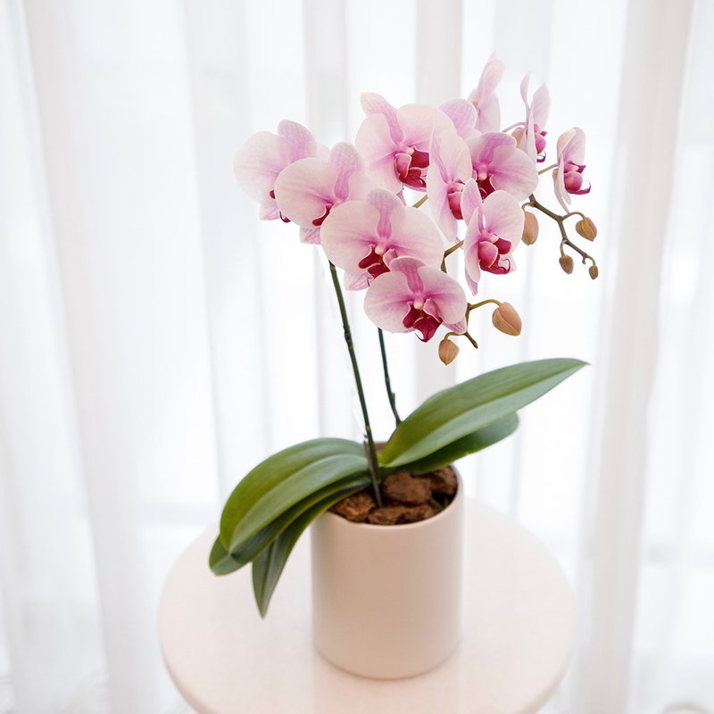 [Orchid Potted Plant] Sakura Princess (Small) Phalaenopsis Potted Plant Opening Gift Promotion New Year Gift - ตกแต่งต้นไม้ - พืช/ดอกไม้ สึชมพู