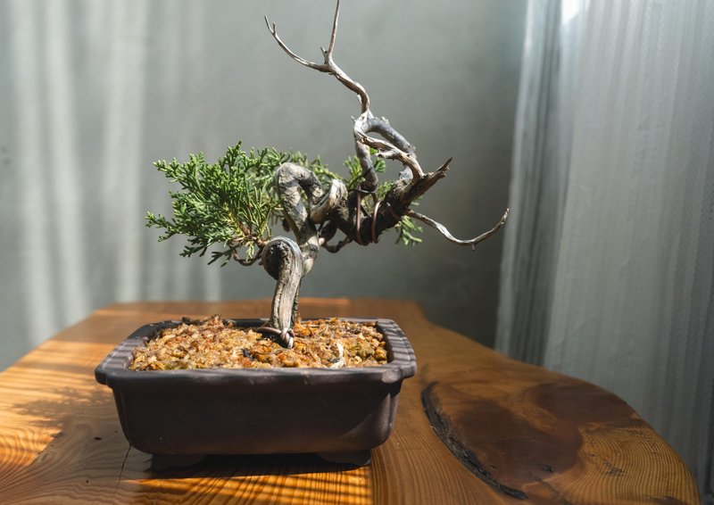 糸魚川真柏迷你盆栽 系魚川 細魚川真柏小盆栽 松柏迷你盆栽 - 植栽/盆栽 - 植物．花 綠色