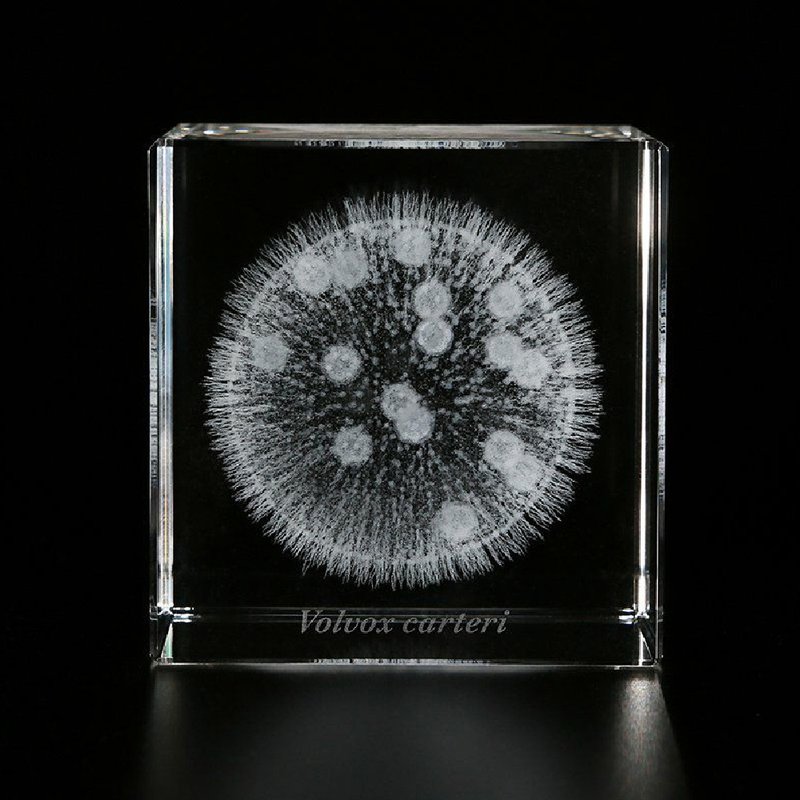 Sola cube Micro laser engraving microorganism Volvox - ของวางตกแต่ง - วัสดุอื่นๆ สีใส