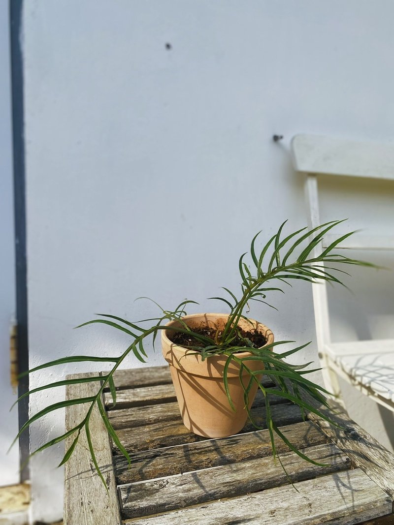 室內植物 魚骨蕨 - 植栽/盆栽 - 植物．花 