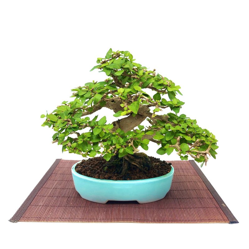 小品盆栽・齒葉壽娘子 - 盆栽/植栽 - 植物．花 