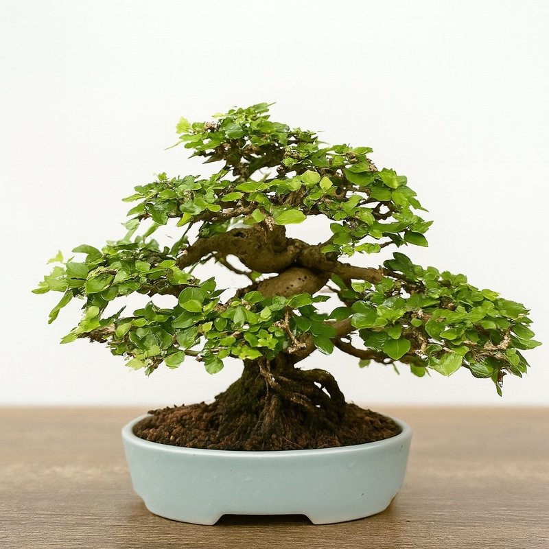 小品盆栽・齒葉壽娘子 - 盆栽/植栽 - 植物．花 