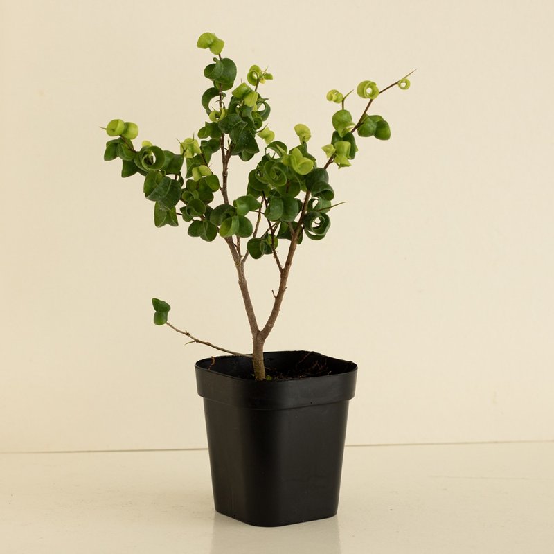 Barok 捲葉榕 - 植栽/盆栽 - 植物．花 