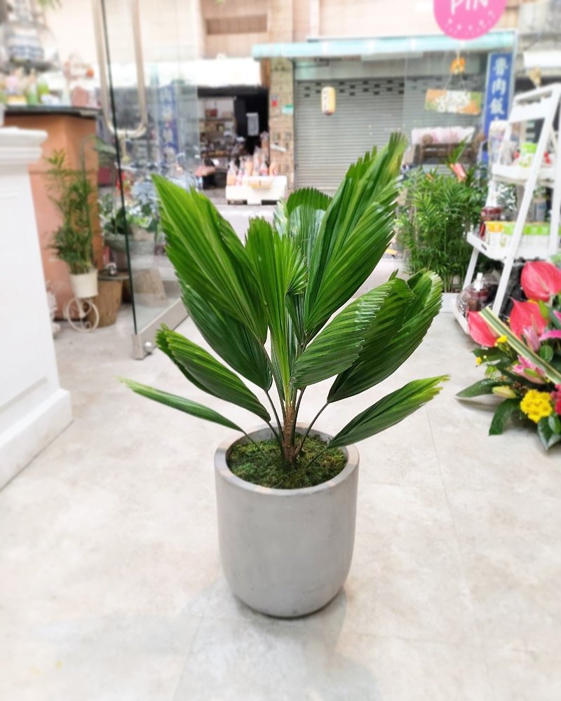 Planting Series Round Fan Palmflower Free Shipping Dianhua Coupons Outside Taipei City - Plants - Plants & Flowers 