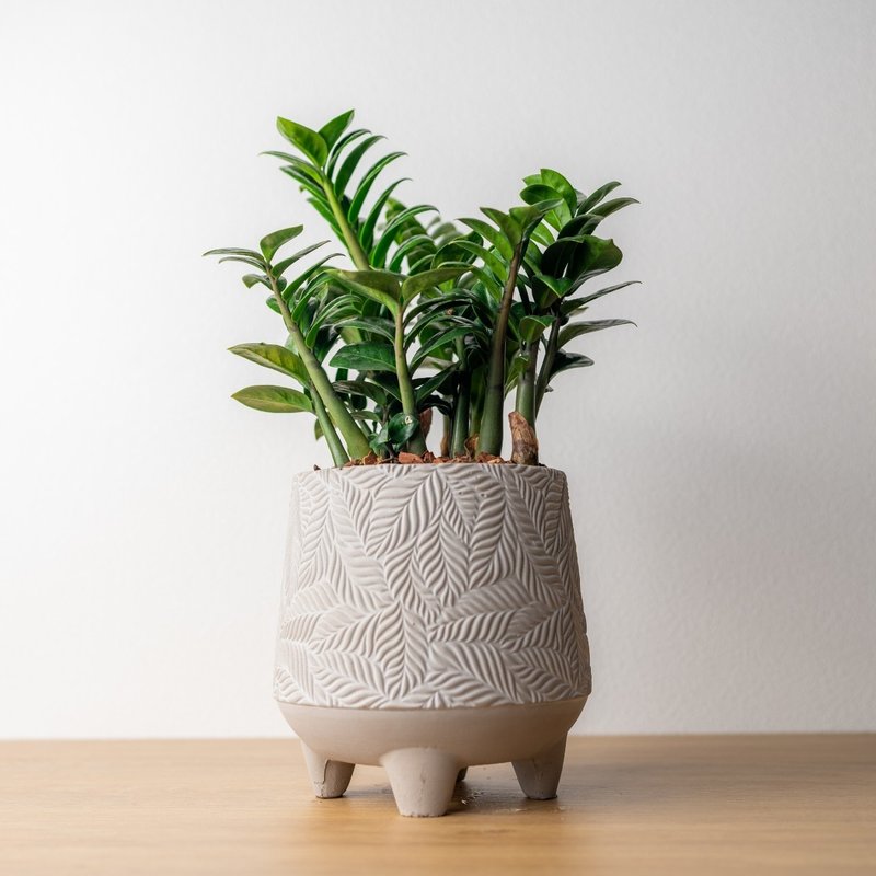 Money tree potted plant table potted plant large leaf pattern Cement potted plant opening gift housewarming gift - ตกแต่งต้นไม้ - พืช/ดอกไม้ 