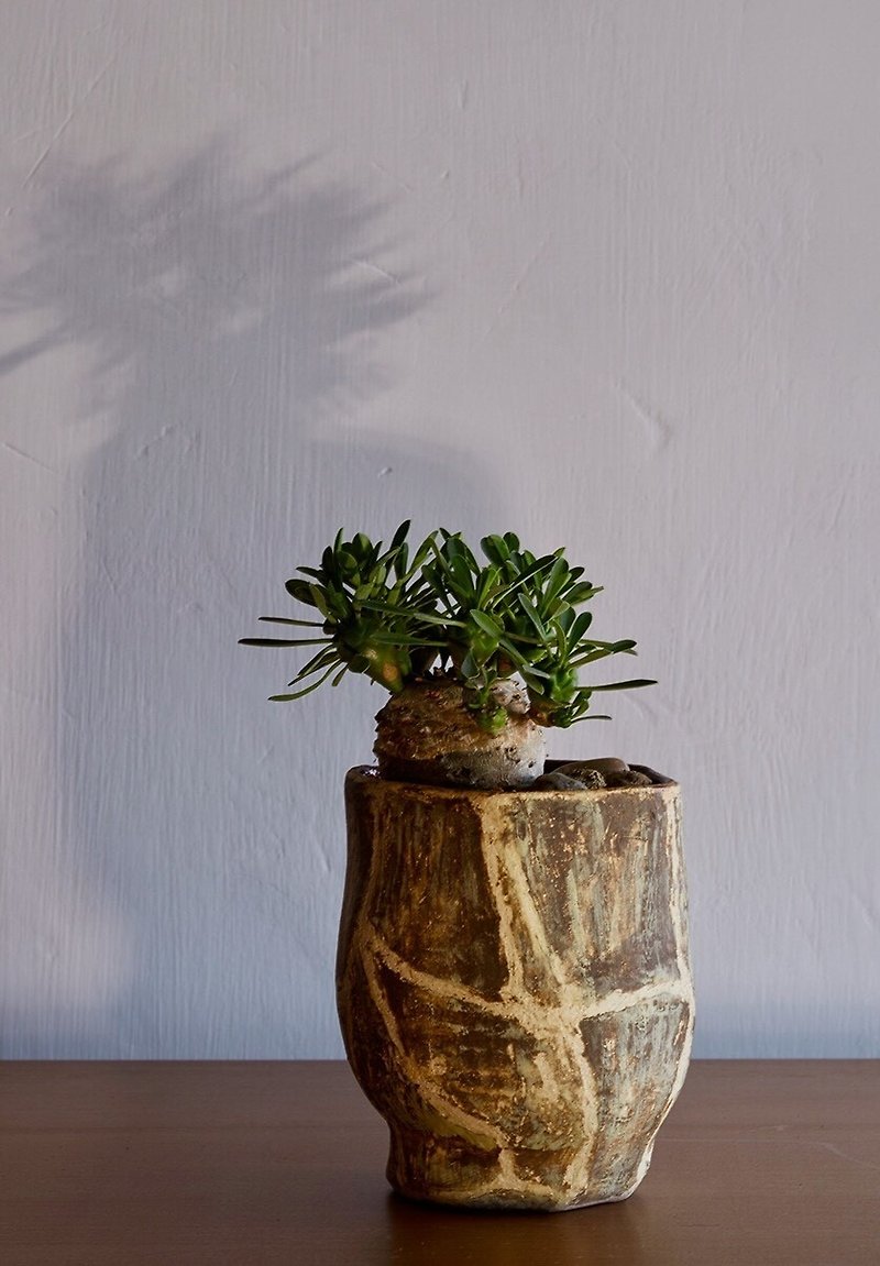 Rock Yan _ pottery potted plants - Plants - Pottery Brown