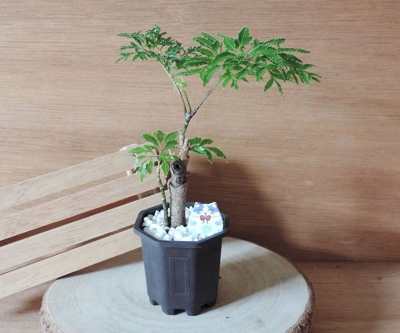 豊かな木々を癒す小さな鉢植え[Fu Lutong] - 観葉植物 - 寄せ植え・花 