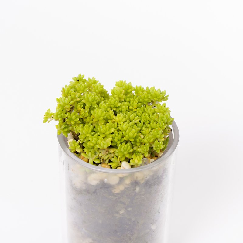 【Golden 10000 Year Grass】Succulents Smart Potted Pot | Diguang - Plants - Plants & Flowers 
