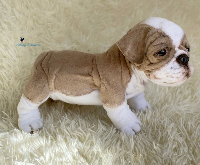 English bulldog plush toy online